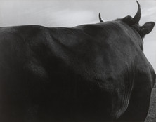 Hakuyou Seki. Bull. May 20, 1951