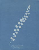 Anna Atkins. Pteris Rotundifolia (Jamaica) from the album Cyanotypes of British and Foreign Plants and Ferns. 1853