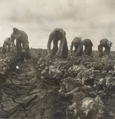 Dorothea Lange. Filipinos Cutting Lettuce, Salinas Valley, California. June 1935