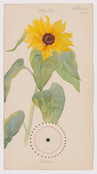 Hilma af Klint. Helianthus annuus (Common Sunflower). Sheet 27 from the portfolio Nature Studies. September 3, 1919